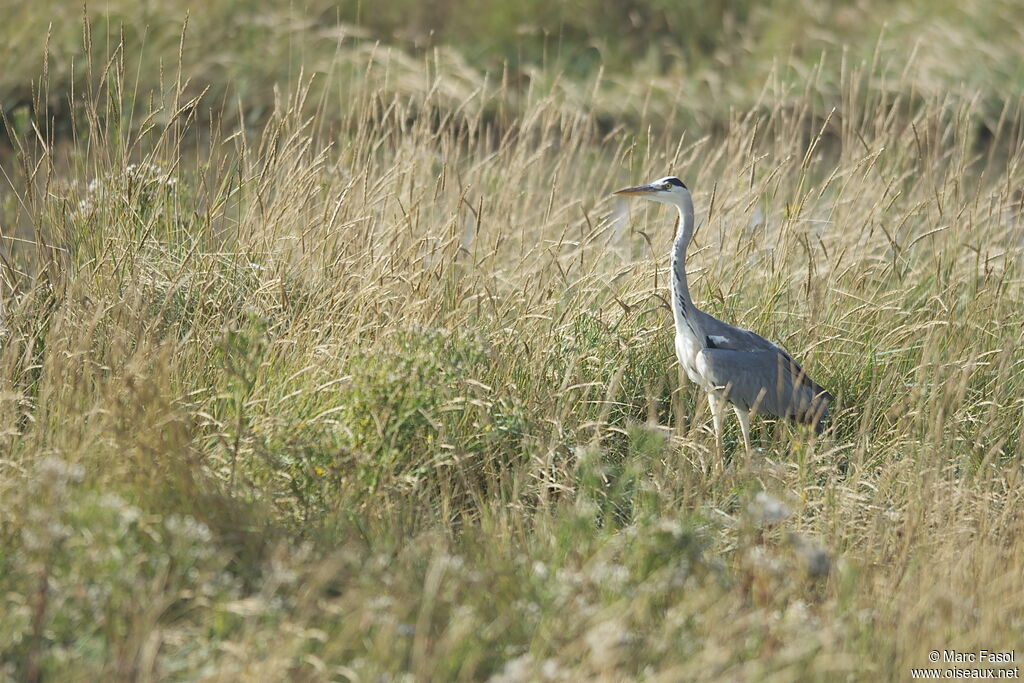 Héron cendréadulte, identification, Comportement