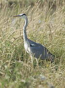 Grey Heron