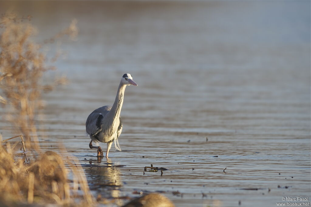 Grey Heronadult breeding, identification, Behaviour