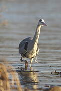 Grey Heron