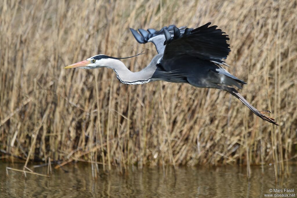 Grey Heronadult breeding, Flight