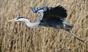 Grey Heron