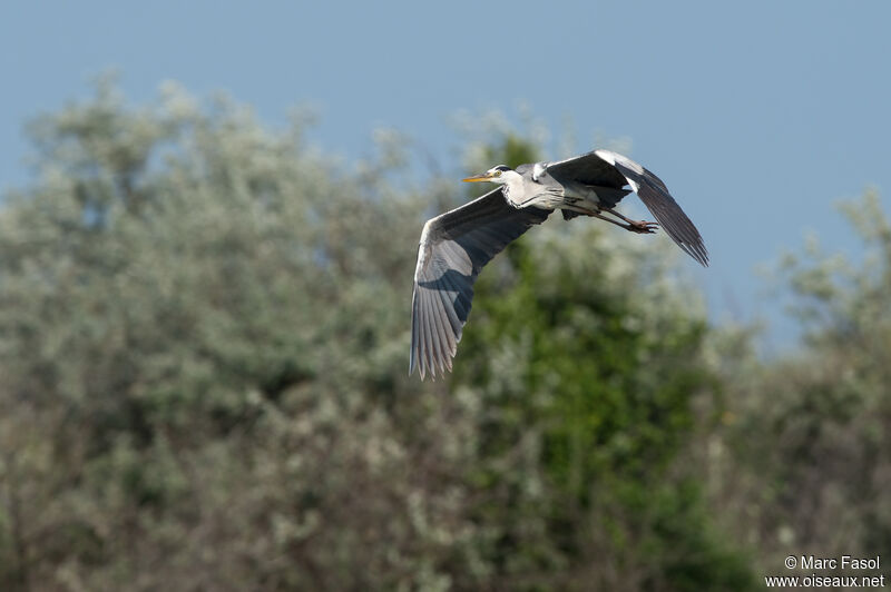 Grey Heronadult breeding, Flight