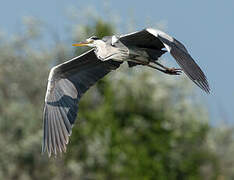 Grey Heron