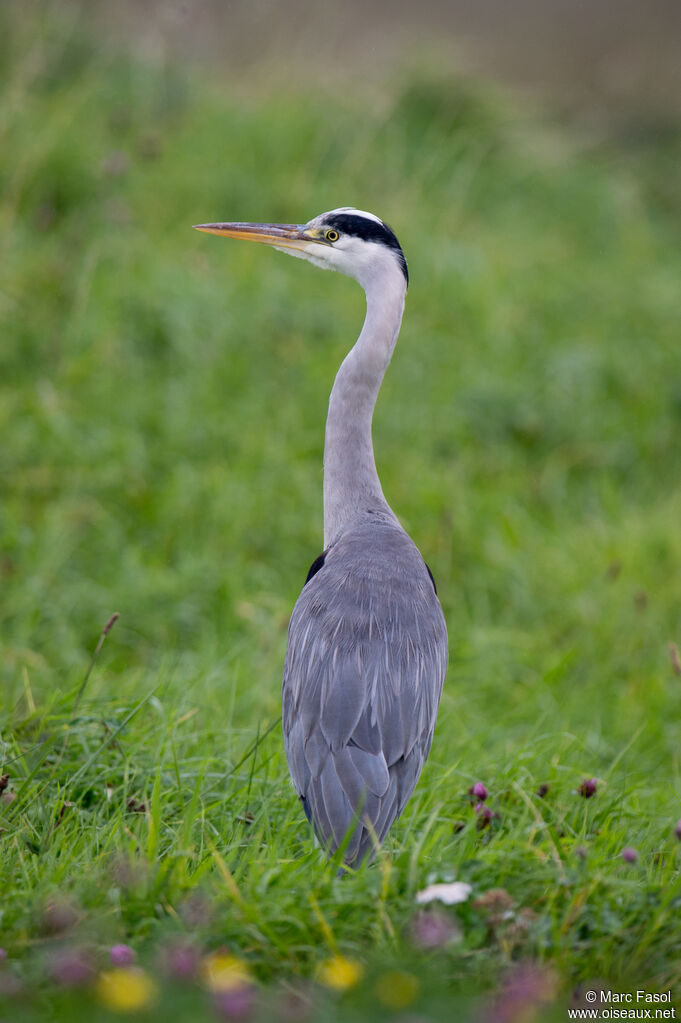 Grey Heronadult post breeding, identification