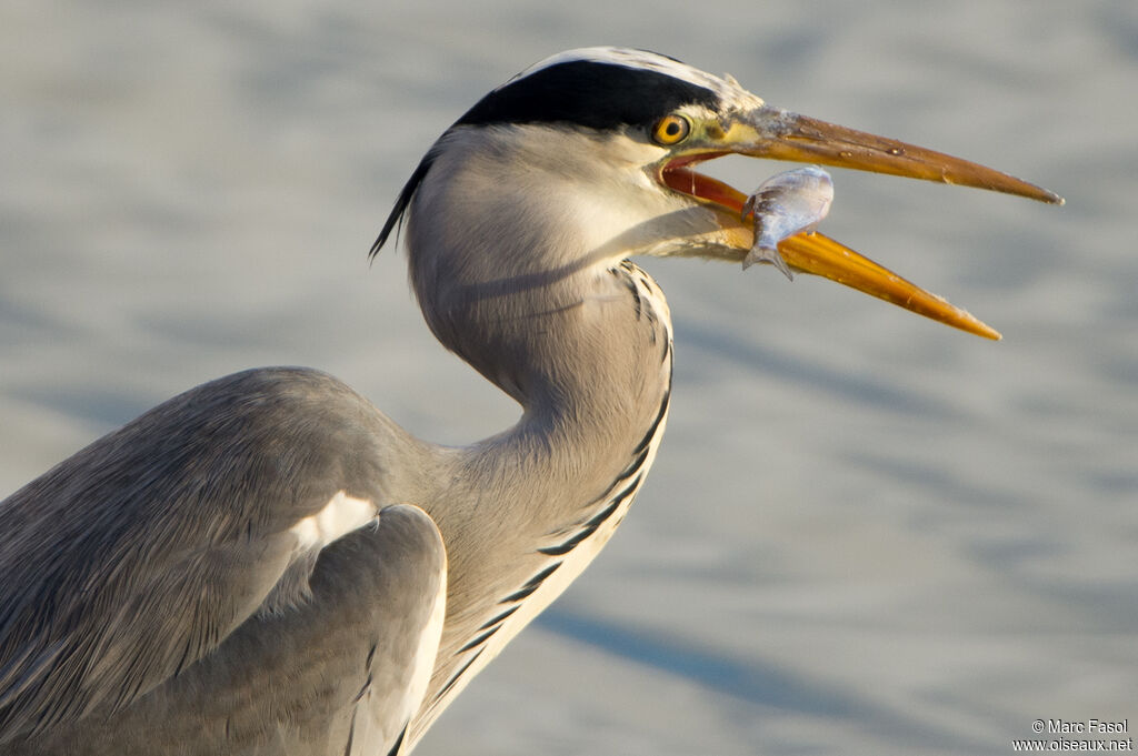 Grey Heronadult post breeding, identification