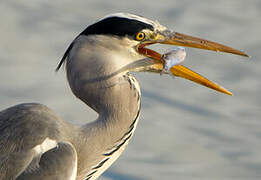 Grey Heron