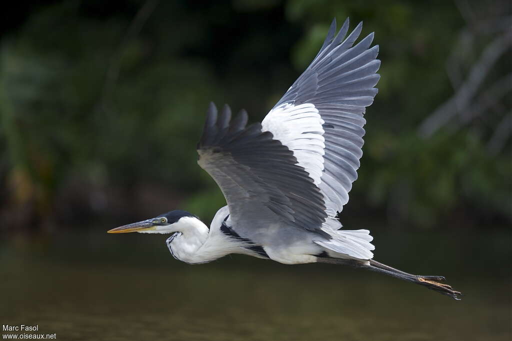 Cocoi Heronadult, Flight