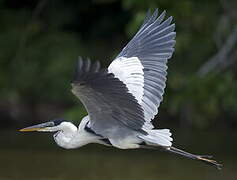 Cocoi Heron