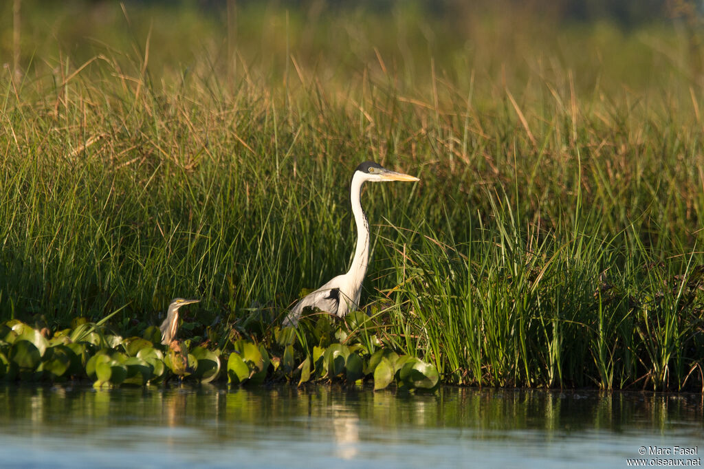 Héron cocoiadulte, habitat, pêche/chasse