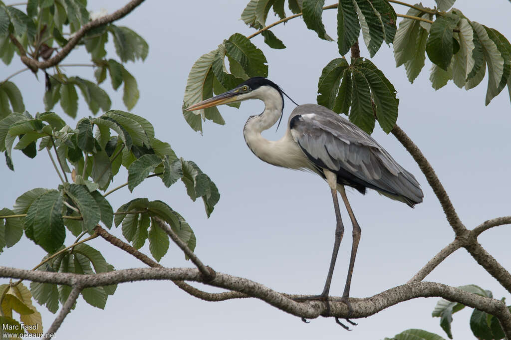 Cocoi Heronadult, identification