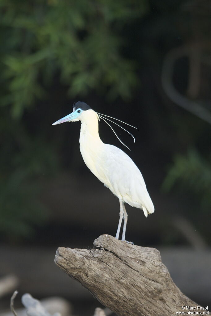 Héron coifféadulte, identification