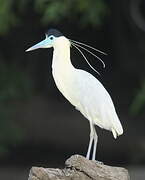 Capped Heron