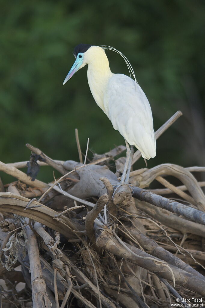 Capped Heronadult breeding, identification