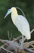 Capped Heron