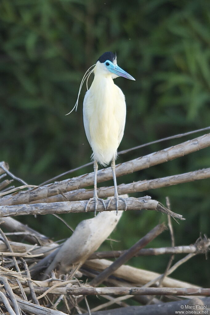 Héron coifféadulte nuptial, identification