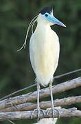 Capped Heron