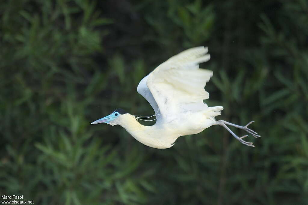 Capped Heronadult breeding, Flight