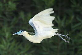 Capped Heron