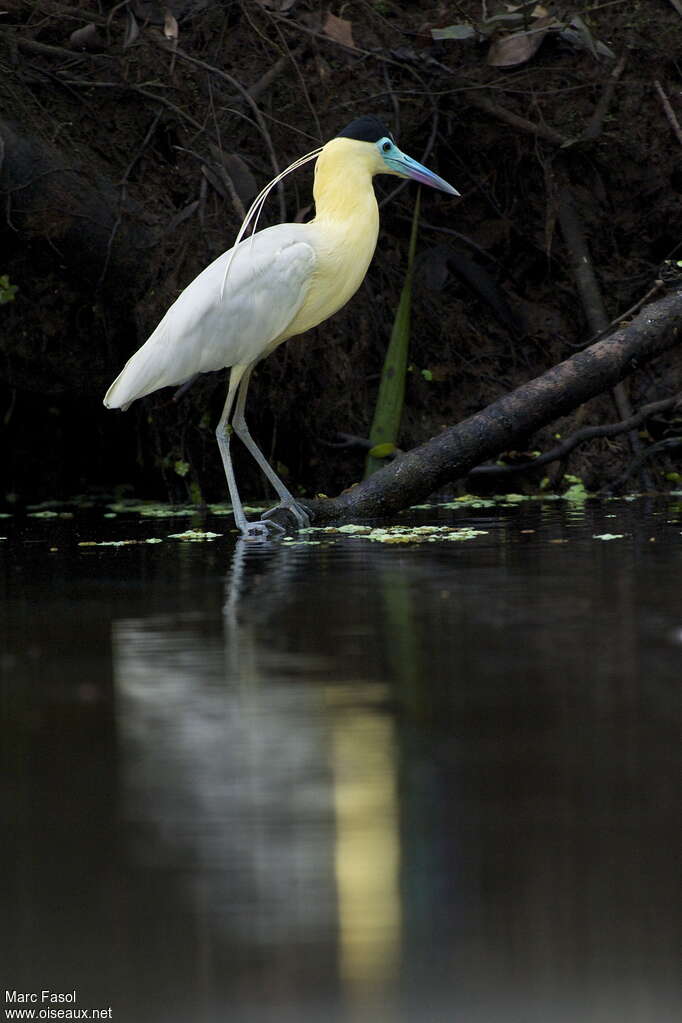 Capped Heronadult breeding, identification