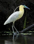 Capped Heron