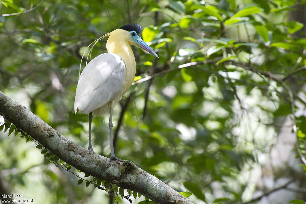 Capped Heronadult breeding, habitat, pigmentation