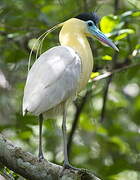 Capped Heron