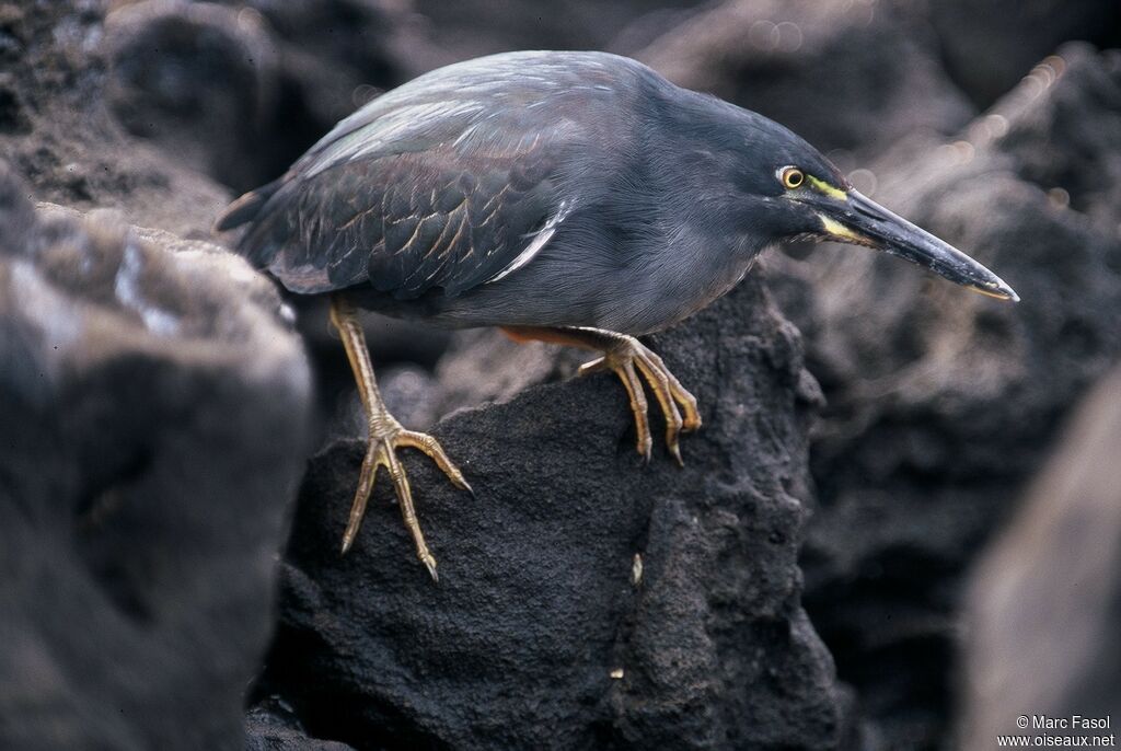 Héron des Galapagosadulte, identification, Comportement