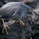 Héron des Galapagos
