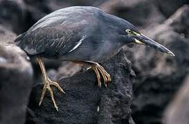 Lava Heron