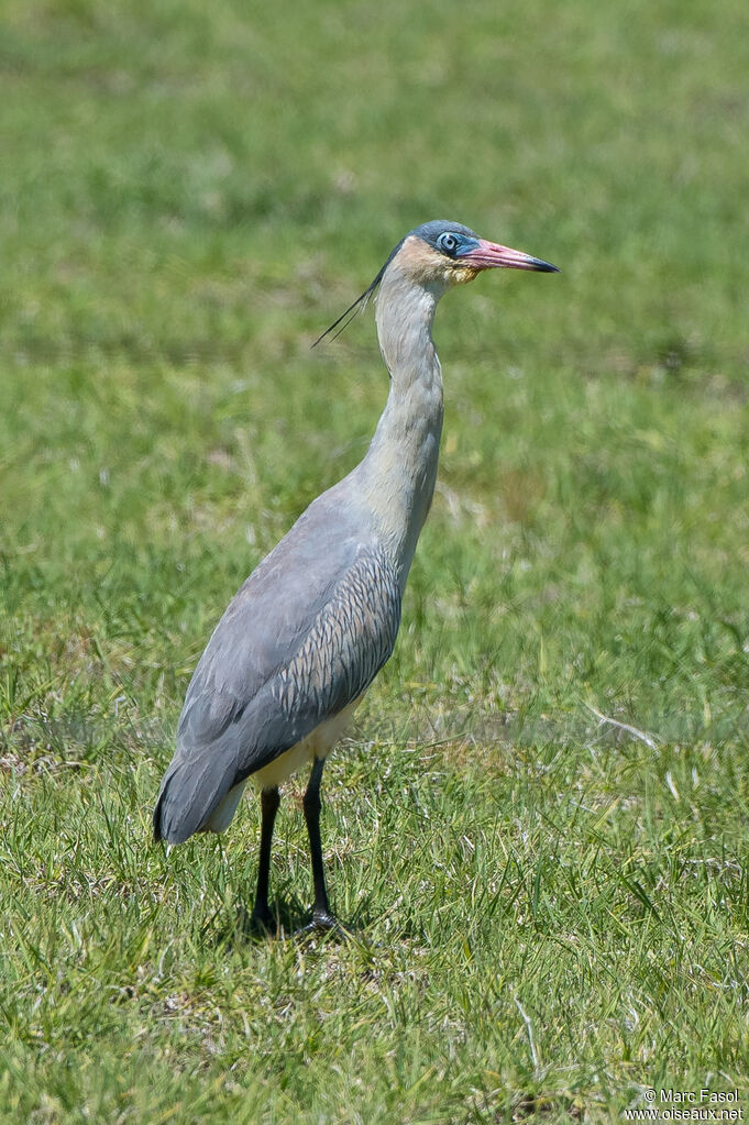 Whistling Heronadult post breeding, identification