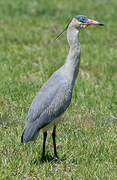 Whistling Heron