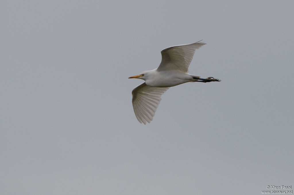 Western Cattle Egretadult post breeding, Flight