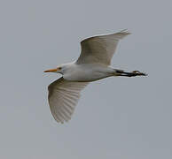 Western Cattle Egret