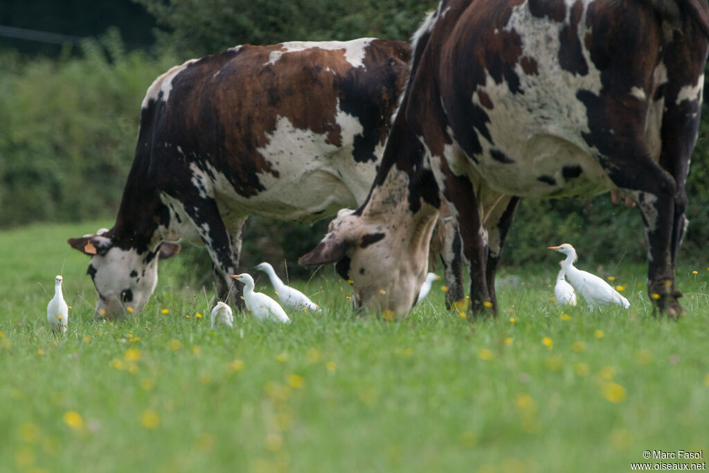 Western Cattle Egret, walking, fishing/hunting