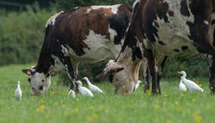 Western Cattle Egret