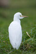 Western Cattle Egret