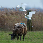 Western Cattle Egret