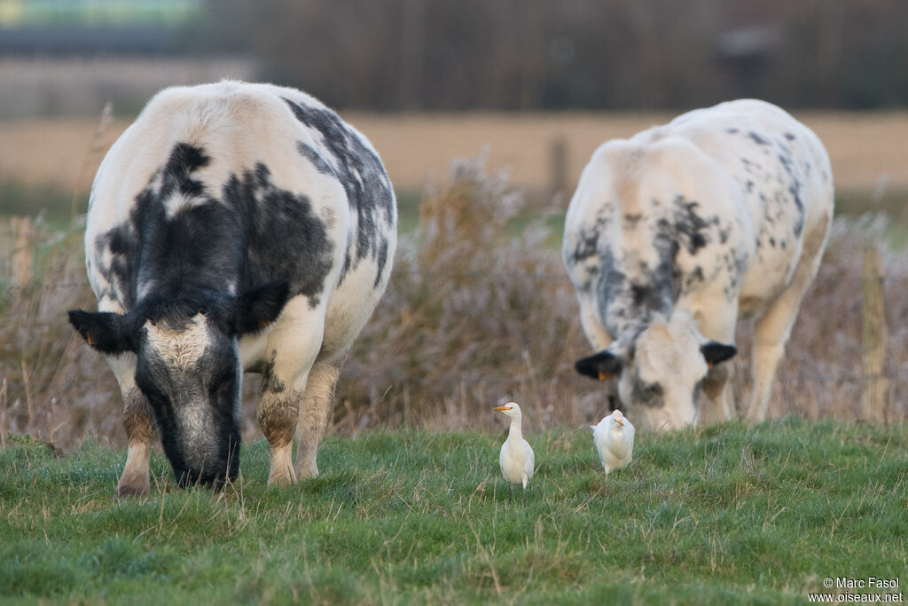 Western Cattle Egretadult post breeding