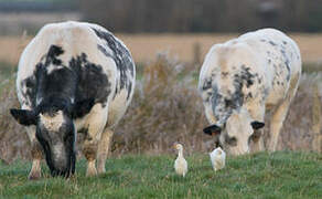 Western Cattle Egret