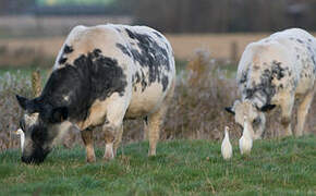 Western Cattle Egret