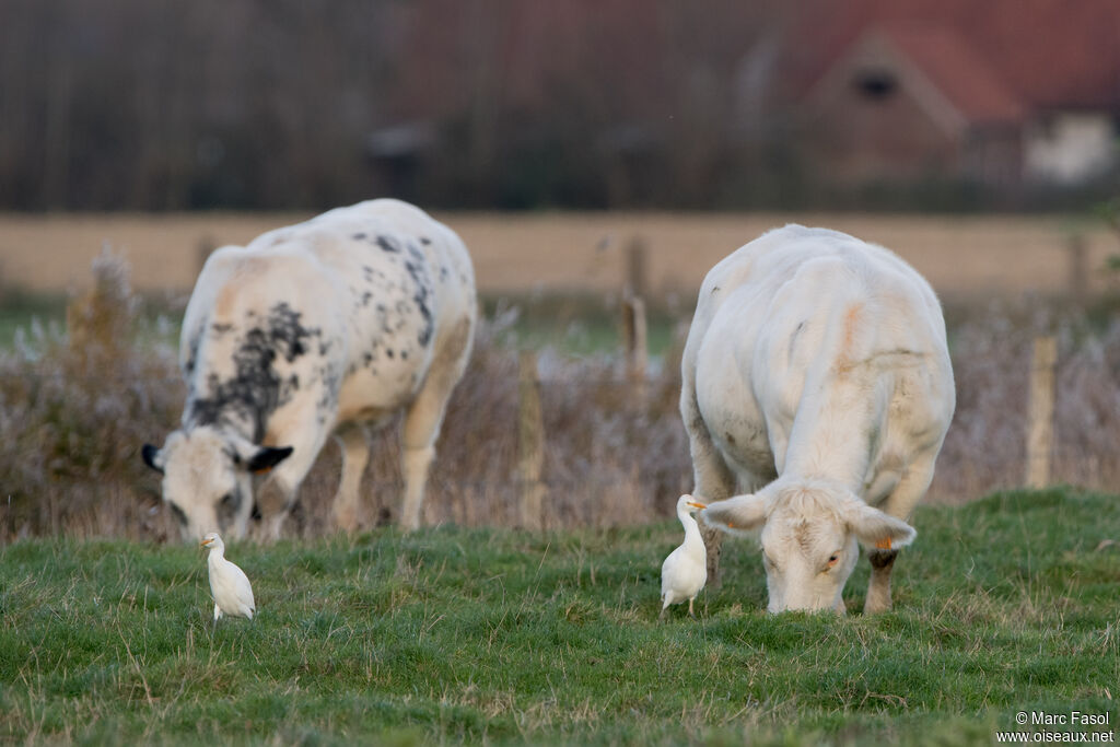 Western Cattle Egretadult post breeding, walking