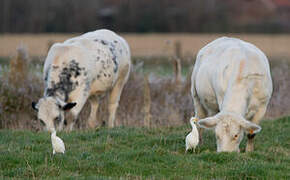 Western Cattle Egret