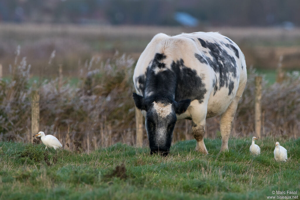 Western Cattle Egretadult post breeding, habitat