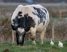 Western Cattle Egret