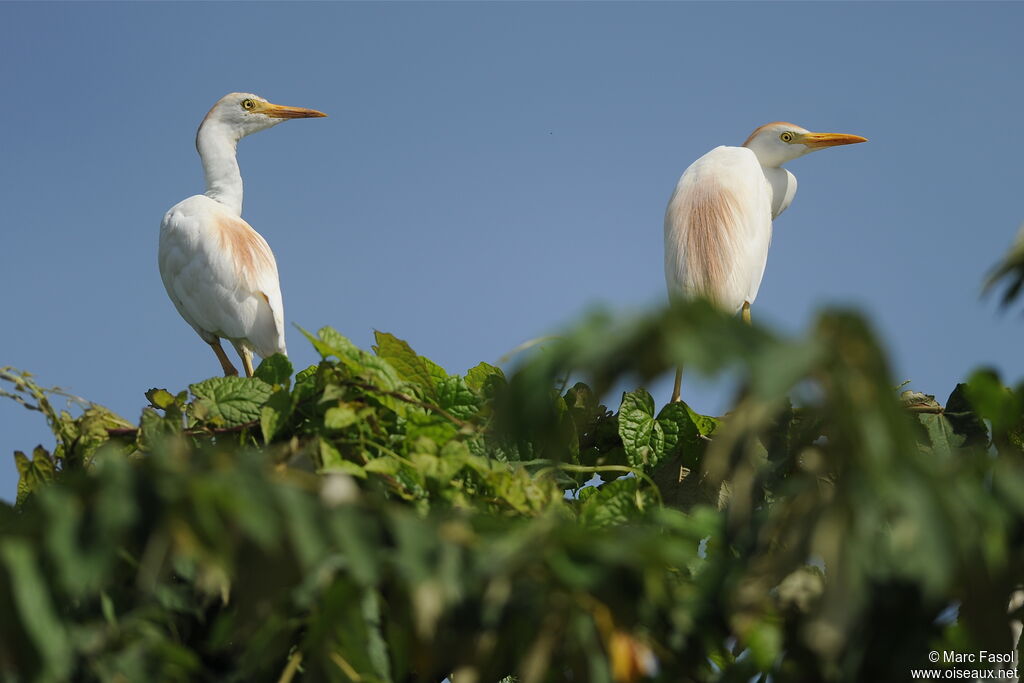 Western Cattle Egretadult breeding, identification