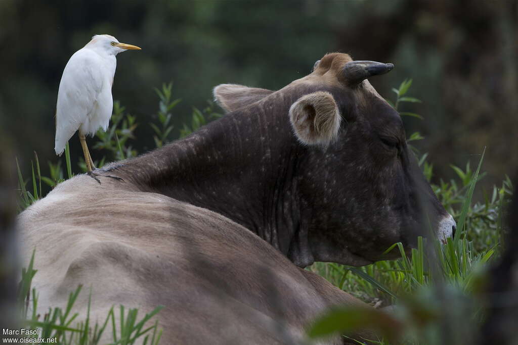 Western Cattle Egretadult, Behaviour