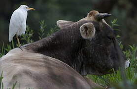 Western Cattle Egret