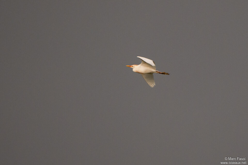 Western Cattle Egretadult, Flight