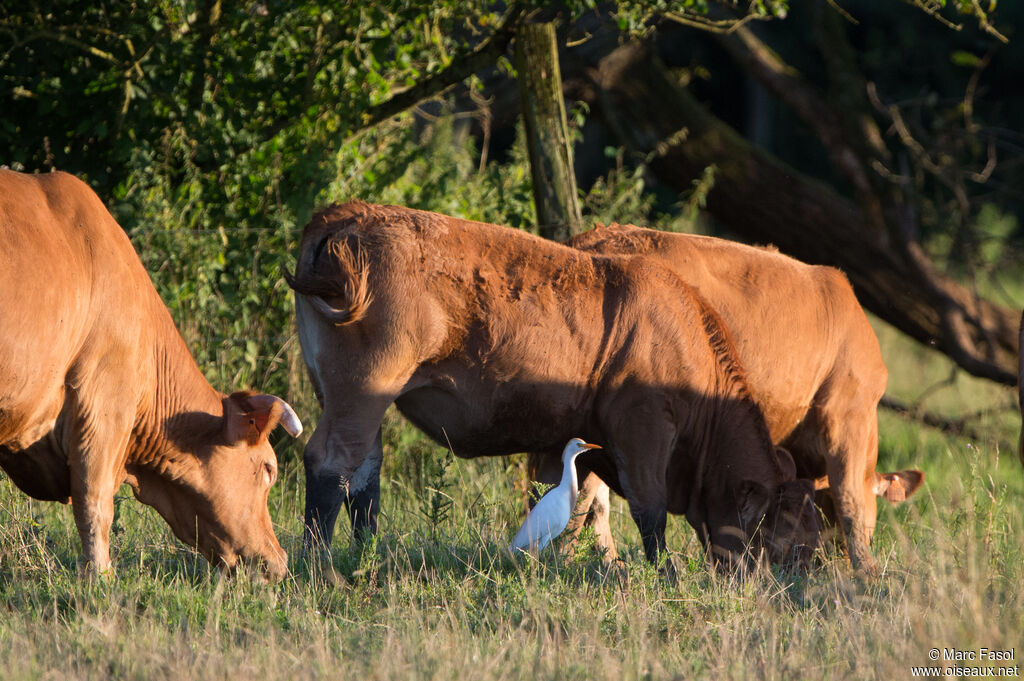 Western Cattle Egretadult breeding, identification, habitat